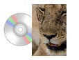 African Wildlife RF-Virtual CD